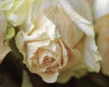 Close up of faded dry white rose. Withered flowers. Tinted photo Royalty Free Stock Photo