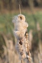 Close-up of the fades flower head of a bulrush, Typha