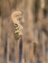 Close-up of the fades flower head of a bulrush, Typha