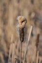 Close-up of the fades flower head of a bulrush, Typha