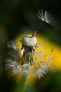 Close-up of a fading dandelion with many seeds missing. In the background yellow dandelions on a green meadow. The image is in Royalty Free Stock Photo