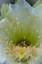 Close up of fairly castle cactus blooming Royalty Free Stock Photo