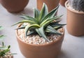 Close-up of Fairy washboard in a flowerpot. Beautiful small cactus for room decor. Haworthia limifolia Marloth