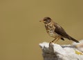 Close up of Falkland thrush perching on a stone