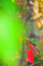 Fall Foliage Autumn Leaves Close Up Background Royalty Free Stock Photo