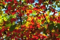 Fall Foliage Autumn Leaves Close Up Background Royalty Free Stock Photo