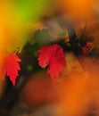 Fall Foliage Autumn Leaves Close Up Background Royalty Free Stock Photo