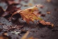 Autum colored leave on the ground Royalty Free Stock Photo