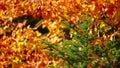 CLOSE UP: Fall sun shines on green spruce tree surrounded by yellow forest. Royalty Free Stock Photo