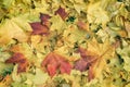 Close-up of fallen colorful autumn leaves of maple in grass, autumn has come. Seasons. Stylized as old vintage style Royalty Free Stock Photo