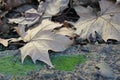 Close up of fallen leaves at a London street