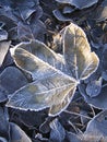 Close up of a fallen frozen leaf