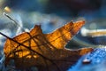 Close up of fallen leaf with rime