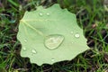 Close-up fallen leave with big water drops of dew or after rain on green grass lawm. First fallen leaves and early autumn concept Royalty Free Stock Photo