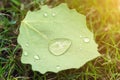 Close-up fallen leave with big water drops of dew or after rain on green grass lawm. First fallen leaves and early autumn concept Royalty Free Stock Photo