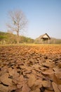 Close up fallen leaves with old pavillion background Royalty Free Stock Photo