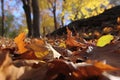 close-up of fallen leaves in the wind, with rustling sounds