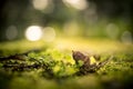 close-up of a fallen oak acorn in a blurred green environment. acorns on green moss in forest, space for text. Royalty Free Stock Photo