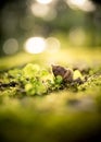 close-up of a fallen oak acorn in a blurred green environment. acorns on green moss in forest, space for text. Royalty Free Stock Photo