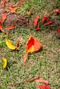 Close-up of the fallen orange leaves on the grass field with sunlight.