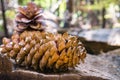 Fallen Sugar Pine Pinus lambertiana cones, Calaveras Big Trees State Park, California