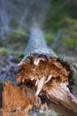 Close up of fallen tree