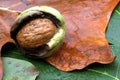 Burst walnut on wet leaves