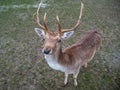 Close-Up of a Fallow Deer Buck Royalty Free Stock Photo