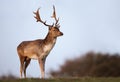 Close up of a Fallow Deer against blue sky