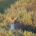 Close-up of a fallow deer in the Amsterdam water supply dunes near to Amsterdam and Zandvoort