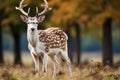 Close up of a Fallow Deer Axis axis in the forest, European fallow deer or common fallow deer, AI Generated