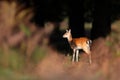 Close up of a Fallow deer calf in autumn