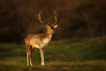 Close up of a Fallow deer in the morning light