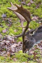 Close-up of fallow-deer eating showing head and antler