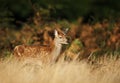 Close-up of a Fallow deer fawn in autumn Royalty Free Stock Photo
