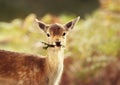 Close-up of a Fallow deer fawn eating leaves Royalty Free Stock Photo