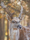 Close Up of Fallow Deer at first light Royalty Free Stock Photo