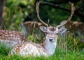 Close up of Fallow Deer with impressive antlers Royalty Free Stock Photo