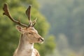 A close up of a fallow deer`s head Royalty Free Stock Photo