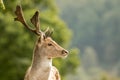 A close up of a fallow deer`s head Royalty Free Stock Photo