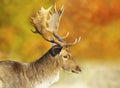 Fallow deer stag against colorful background in autumn Royalty Free Stock Photo