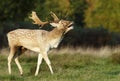 Fallow deer stag calling during rutting season in autumn Royalty Free Stock Photo