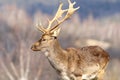 Close up of fallow deer stag in a clearing Royalty Free Stock Photo