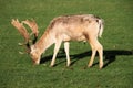 A close up of a Fallow Deer Stag Royalty Free Stock Photo