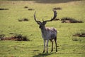 A close up of a Fallow Deer Stag Royalty Free Stock Photo