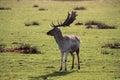 A close up of a Fallow Deer Stag Royalty Free Stock Photo
