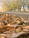 Close up of falls leaves on a country road