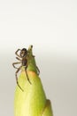 Close up image of False Black Widow Spider, Steatoda nobilis Royalty Free Stock Photo