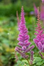 False goatsbeard astilbe arendsii flowers