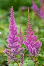 False goatsbeard astilbe arendsii flowers